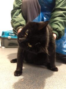 Pet Vestibular Syndrome | Movement Referrals - Cats With Vestibular Dysfunction And Accidents In The Mobility Aid